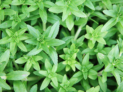 Rice Paddy Herb Native And Its Uses
