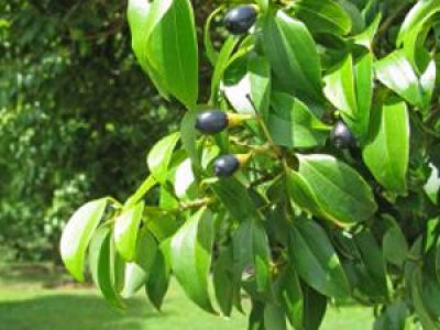 Indonesian Cinnamon Growth Harvest And Its uses