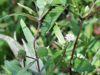 False Daisy Ayurvedic And its Medicinal Properties