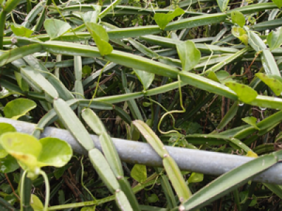 Veldt Grape aka Pirandai