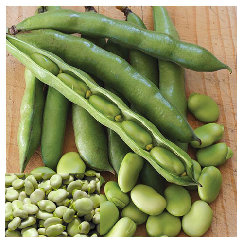 Faba Bean Nutritional Values Veggies Info Veggies Info faba-bean-nutritional-values-veggies-info-veggies-info