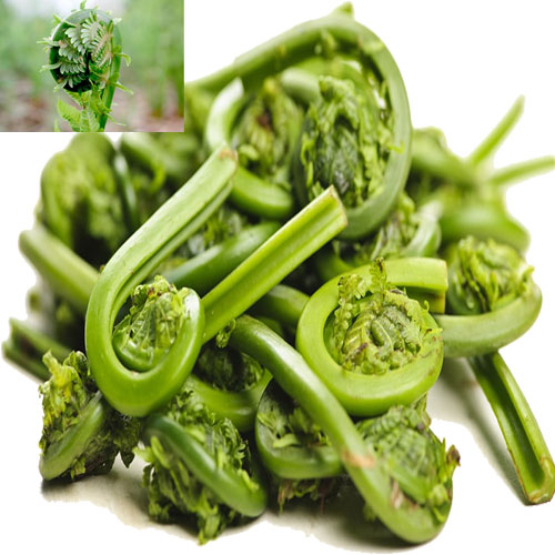Fiddlehead and its uses Veggies Info Veggies Info
