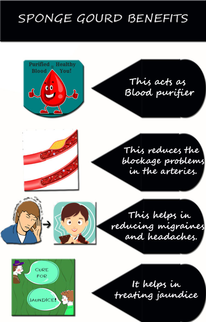 Sponge Gourd Makes you live healthy Veggies Info Veggies Info