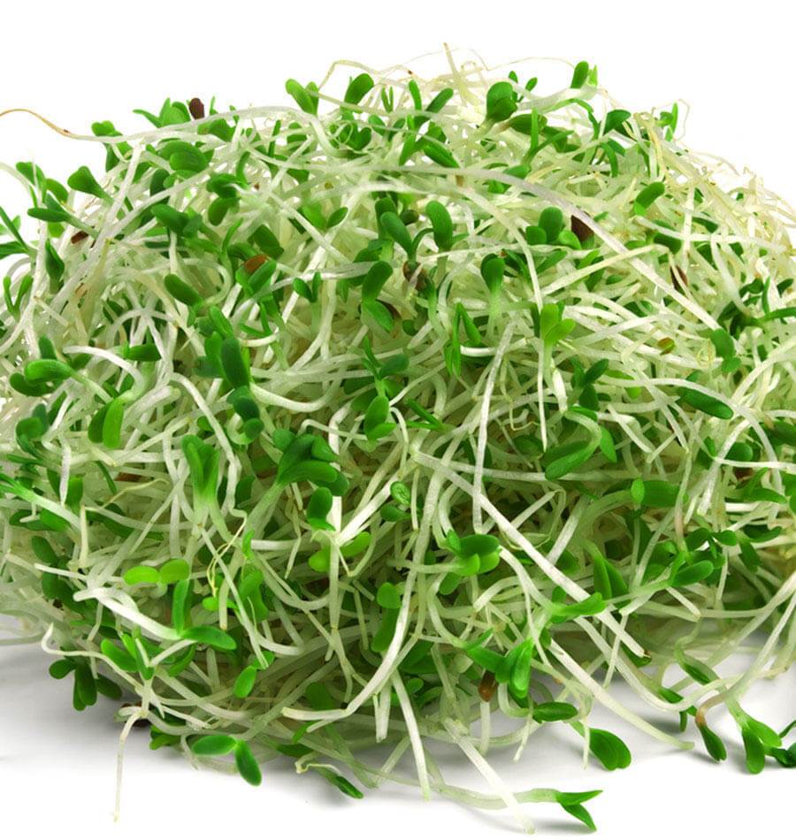 Alfalfa Sprouts Health Benefits And Nutrition Facts Veggies Info