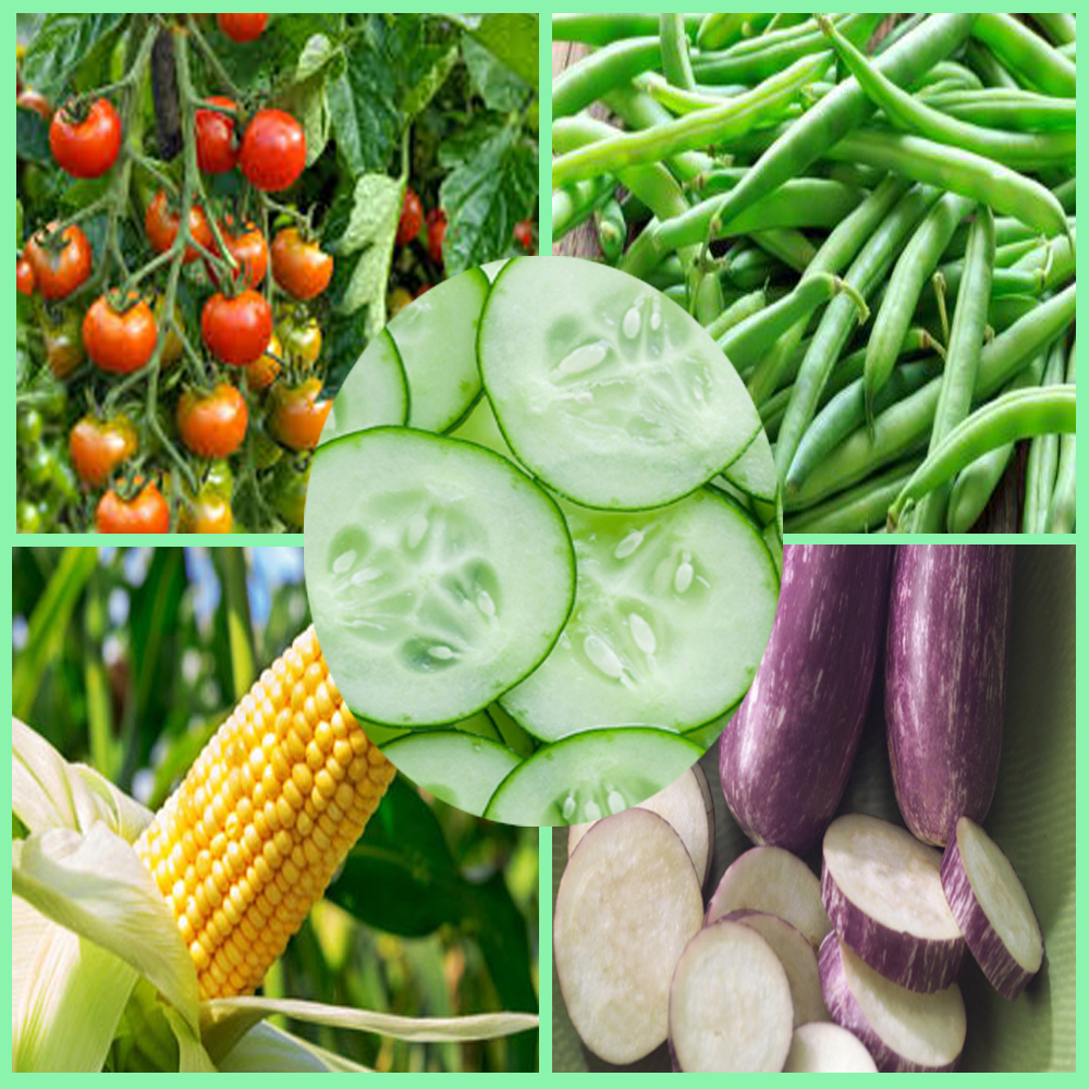 5 Veggies Best For Summer - Veggies Info | Veggies Info