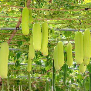 Bottle Gourd Aspects,cultivation And Its Uses - Veggies Info 