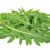 arugula