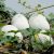ash-gourd-plant
