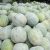 ash-gourd-melon