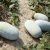ash-gourd-facts