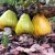 australian-cashewnut-side-effects