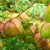 balloon-vine-plant