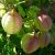 balloon-vine-flowers