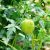 balloon-vine-seeds