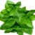 basil-leaves