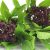 basil-siam-queen-thai