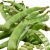 beans