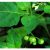 blacknight-shade-plant