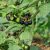 blacknight-shade-fruit