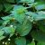 blacknight-shade-leaves