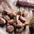 breadnut-history-cultivation-and-use