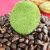 breadnut-for-various-treatement
