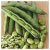 faba-bean