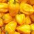 capsicum-yellow-flavor