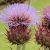 cardoon-benefits