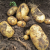 chinese-potatos