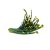 chives-plant