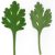 chrysanthemum-leaves