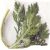 chrysanthemum-leaves
