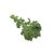 chrysanthemum-leaves