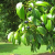 indonesian-cinnamon-plant-