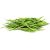 cluster-beans-plant