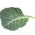 collard-greens-plant