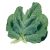 collards-plant