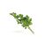 coriander-leaves