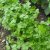 coriander-seeds