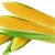 corn-plant