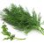 dill-herb