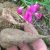 earthnut-pea