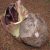 elephant-foot-yam