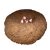 elephant-foot-yam