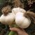 elephant-garlic1