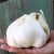 elephant-garlic2