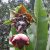 ensete