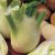florence-fennel-plant