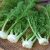 florence-fennel-seeds